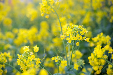 Canola flower field background　菜の花畑の背景