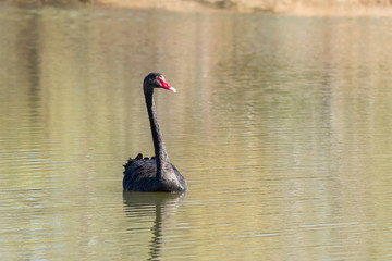 Black Swan (Cygnus atratus). Maree, South Australia, Australia