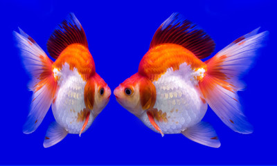 Beautiful Goldfish In The Aquarium.