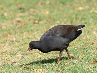Dusky Moorhen (Gallinula tenebrosa) race 