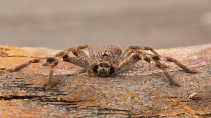 Juvenile Huntsman Spider (Holconia montana). Maldon, Victoria, Australia