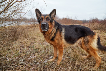 Dog German Shepherd outdoors in an autumn