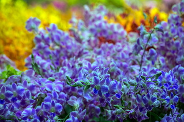 Vertical garden with orchids in the park.