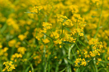 field of yellow flowers