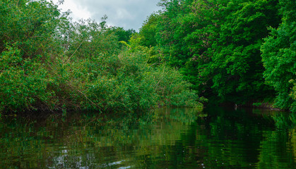 morning in the forest on the river