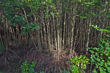 Mangrove trees in the mangrove forests of Thailand.