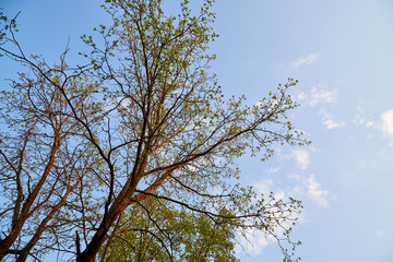 Tree branches against the blue sky with white clouds on a sunny day