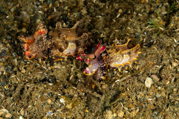 Flamboyant Cuttlefish, Metasepia pfefferi, is a species of cuttlefish occurring in tropical Indo-Pacific waters off northern Australia, southern New Guinea, the Philippines, Indonesia and Malaysia.