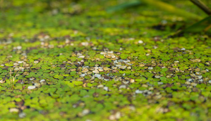 drops on green leaf