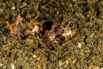 Flamboyant Cuttlefish, Metasepia pfefferi, is a species of cuttlefish occurring in tropical Indo-Pacific waters off northern Australia, southern New Guinea, the Philippines, Indonesia and Malaysia.
