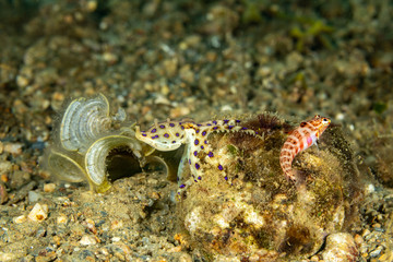 Greater blue-ringed octopus, Hapalochlaena lunulata is one of four species of highly venomous blue-ringed octopuses belonging to the family Octopodidae