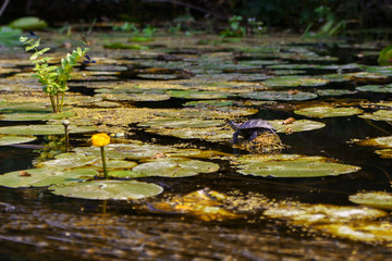 leaves in water