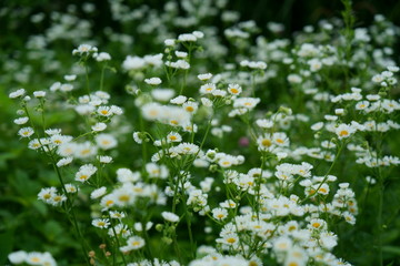 野原にヒメジョオンの白い花が一杯