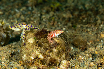 Greater blue-ringed octopus, Hapalochlaena lunulata is one of four species of highly venomous blue-ringed octopuses belonging to the family Octopodidae