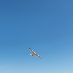 Single seagull flying alone in the sky