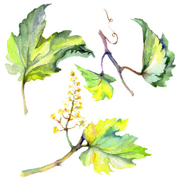 Branch of green vine leaves. Watercolor background illustration set. Isolated grape illustration element.