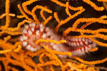 The bearded fireworm (Hermodice carunculata) is a type of marine bristleworm belonging to the Amphinomidae family, native to the tropical Atlantic Ocean and the Mediterranean Sea.
