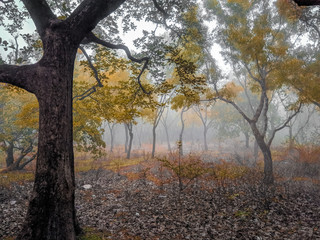 autumn in the park