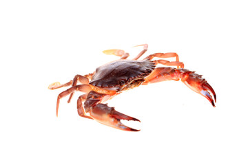 Crab isolated on white background.