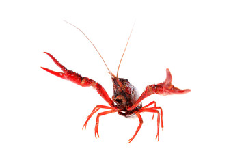 Crayfish