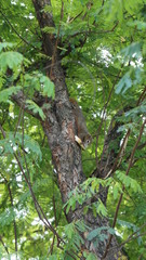 The little squirrel eats bread on the tree.