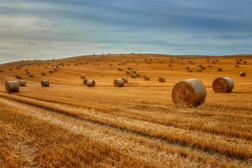 Agriculture, landscape after harvest, straw bales in the foreground, Poland