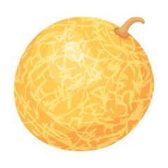 Round yellow whole melon. Vector illustration on white background.