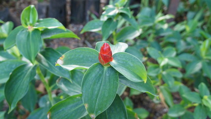 Obraz na płótnie Canvas Fresh red orchid, green leaves