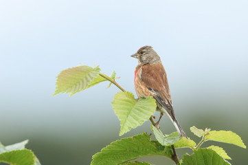 A stunning male Linnet, Linaria cannabina, perching on a branch in a tree.	