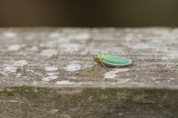 A cute small Green Leaf-hopper, Cicadella viridis, perching on a wooden fence in a meadow.	