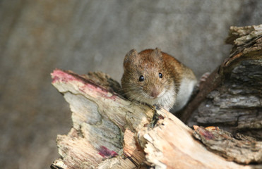 Naklejka na ściany i meble A cute wild Bank Vole, Myodes glareolus foraging for food in a log pile in woodland in the UK. 