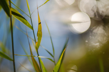 Green grass stems with leaves bright Sunny day against the blue water of the river on the shore...