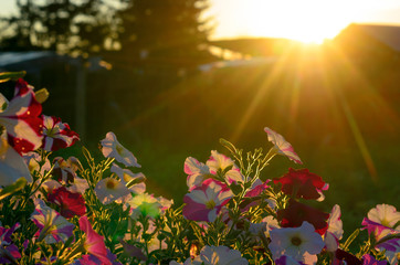 Bright yellow rays of the sun at sunset illuminate the flower bed with blooming buds of colorful flowers of petunias in the village area in the North of Yakutia in the summer.