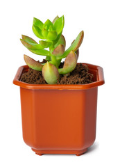 Succulent in pot isolated on white background