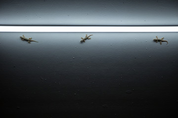 Gekkos at night near light source