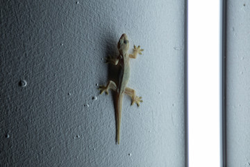 Gekkos at night near light source