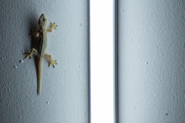 Gekkos at night near light source