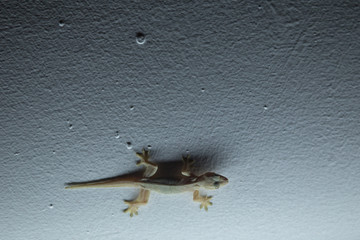 Gekkos at night near light source