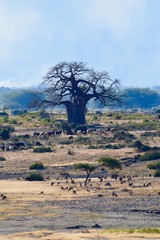 Baobab tree and cattle 6, Ngorongoro
