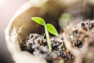 green seedling growing out of soil
