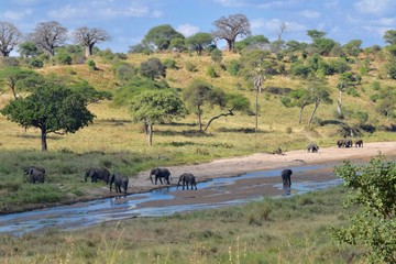 Fototapeta na wymiar Elephant herd in river, Tarangire