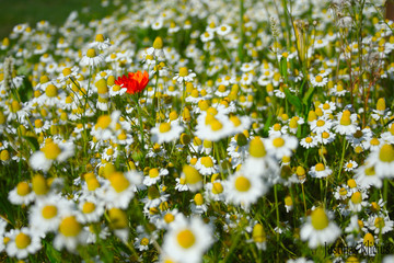 field of daisies with a red poppy