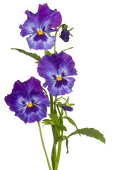 pansy flower isolated