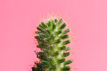 Succulent plants on pastel pink background. Flat lay.