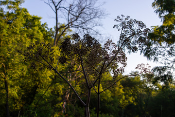 Minnesota Forest