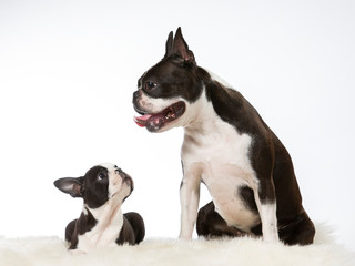 Two boston terriers isolated on white. The puppy is looking up to it's mother. Image taken in a...