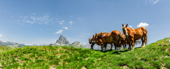 Pferde in den  Pyrenäen im Sommer Nationalpark © by-studio