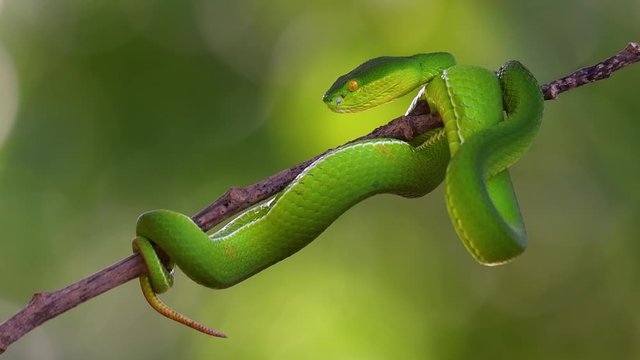 The White-lipped Pit Viper is a venomous pit viper endemic to Southeast Asia and is often found during the night waiting on a branch or limb of a tree near a body of water with plenty of food items.