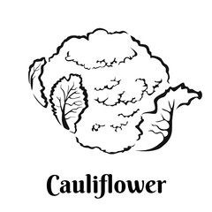 Cauliflower Black and white image. Vegetable Icon isolated on white background. Vector  illustration of food in simple style. 
