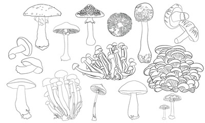 Line drawing mushroom illustration vector outline set collection